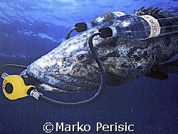 High on H20 by Marko Perisic 